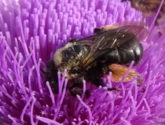 Melissodes desponsus