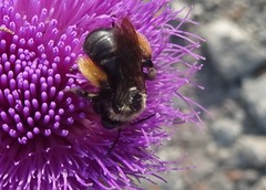 Melissodes desponsus