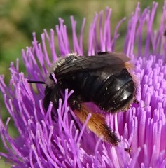 Melissodes desponsus