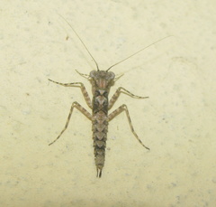 Amorphoscelis annulicornis