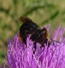 Melissodes desponsus