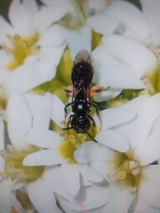 Ceratina cucurbitina