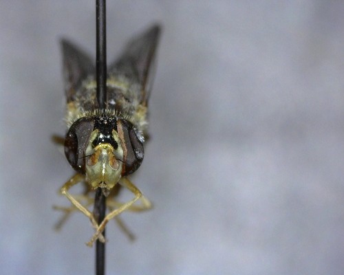 iNaturalist observation photo of Forked Globetail