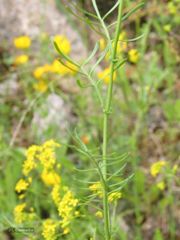 Rorippa pyrenaica