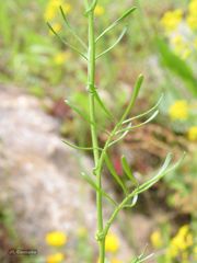 Rorippa pyrenaica