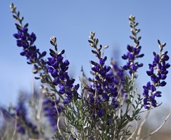 Psorothamnus arborescens