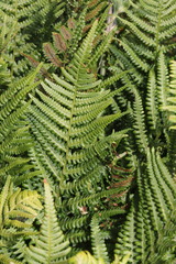 Dryopteris affinis