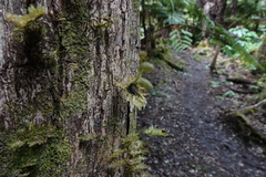 Homaliodendron flabellatum