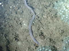 Baseodiscus quinquelineatus