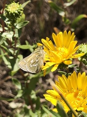 Hesperia assiniboia