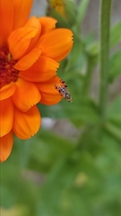 Tephritis matricariae