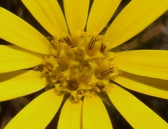 Brachyglottis bellidioides