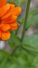 Tephritis matricariae