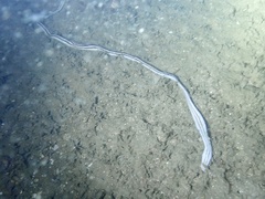 Baseodiscus quinquelineatus
