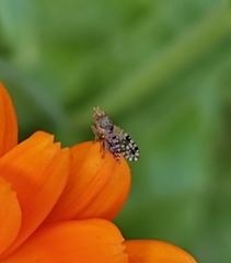 Tephritis matricariae