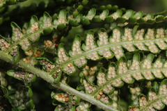 Dryopteris affinis