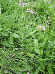 Cardamine pratensis pratensis