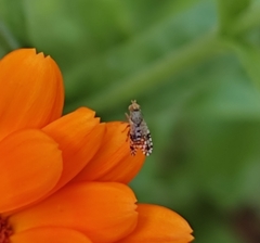 Tephritis matricariae
