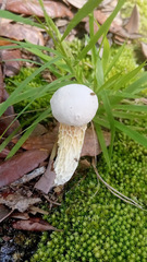Austroboletus subflavidus image