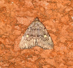 Idia aemula