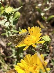 Hesperia assiniboia