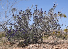 Psorothamnus arborescens