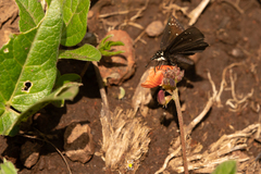 Pholisora