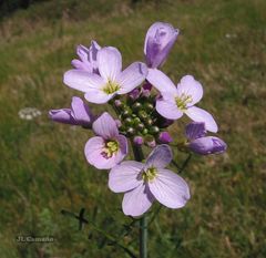 Cardamine pratensis pratensis