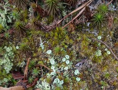 Cladonia asahinae