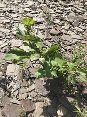Platanus occidentalis