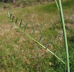 Cardamine pratensis pratensis