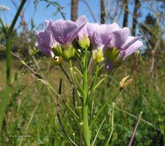 Cardamine pratensis pratensis