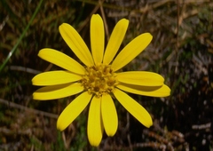 Brachyglottis bellidioides