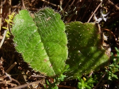 Brachyglottis bellidioides