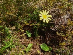 Brachyglottis bellidioides