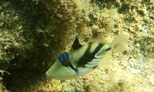 Blackbar triggerfish (Rhinecanthus aculeatus) — Balistidae