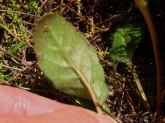 Brachyglottis bellidioides