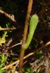 Brachyglottis bellidioides
