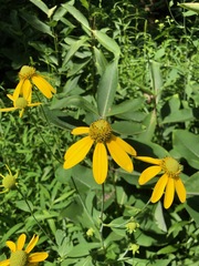 Rudbeckia laciniata