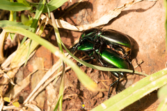 Pasimachus mexicanus