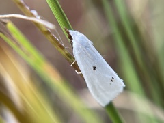 Leptosteges vestaliella