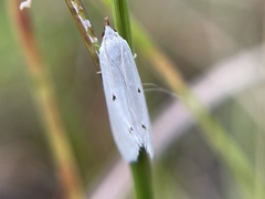 Leptosteges vestaliella