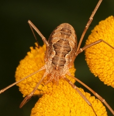 Phalangium opilio