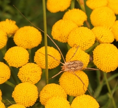 Phalangium opilio