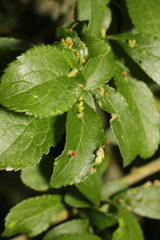 Eriophyes homophyllus