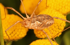 Phalangium opilio