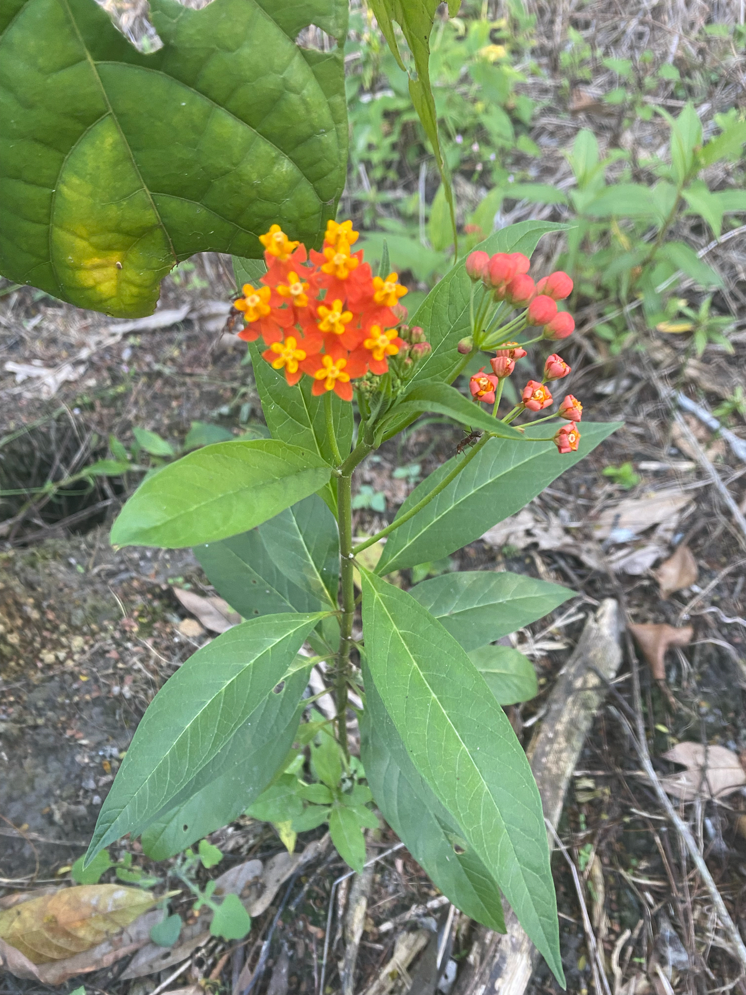 Asclepias curassavica