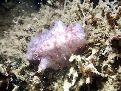 Peltodoris rubra