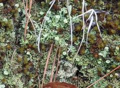 Cladonia asahinae
