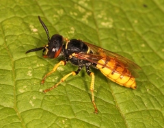 Philanthus triangulum